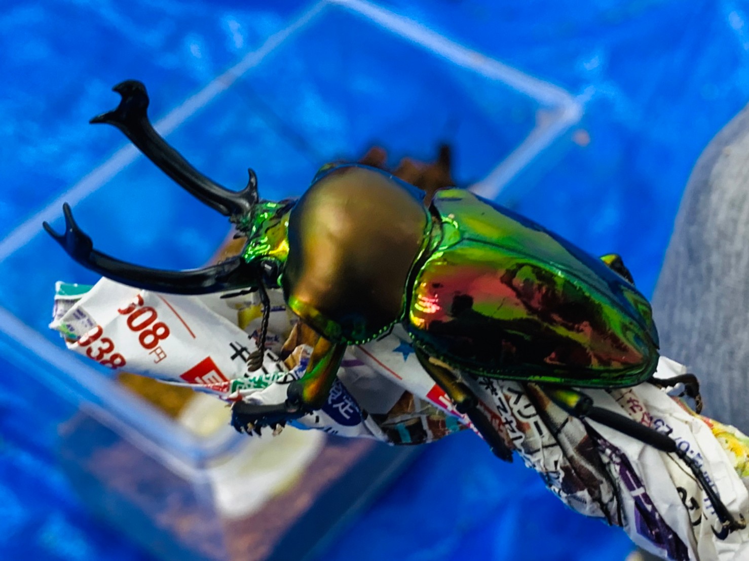 8/12出発 ファーブル昆虫教室【ニジイロクワガタ編】