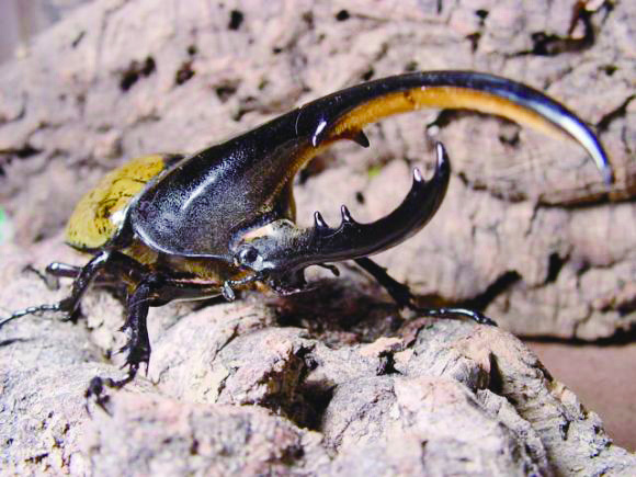 7/5出発 【夏のさきどり自由研究】ファーブル昆虫教室【ヘラクレスオオカブト編】