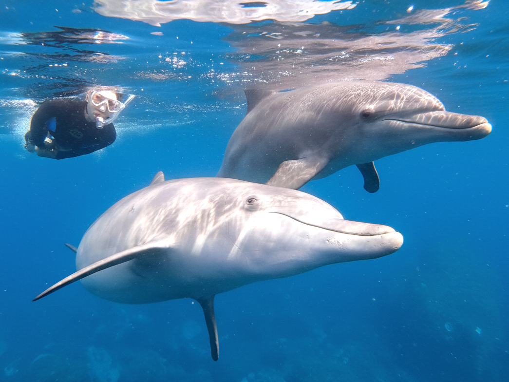 7/26出発 野生のイルカに会いに行こう！三宅島＆御蔵島ドルフィンキャンプ