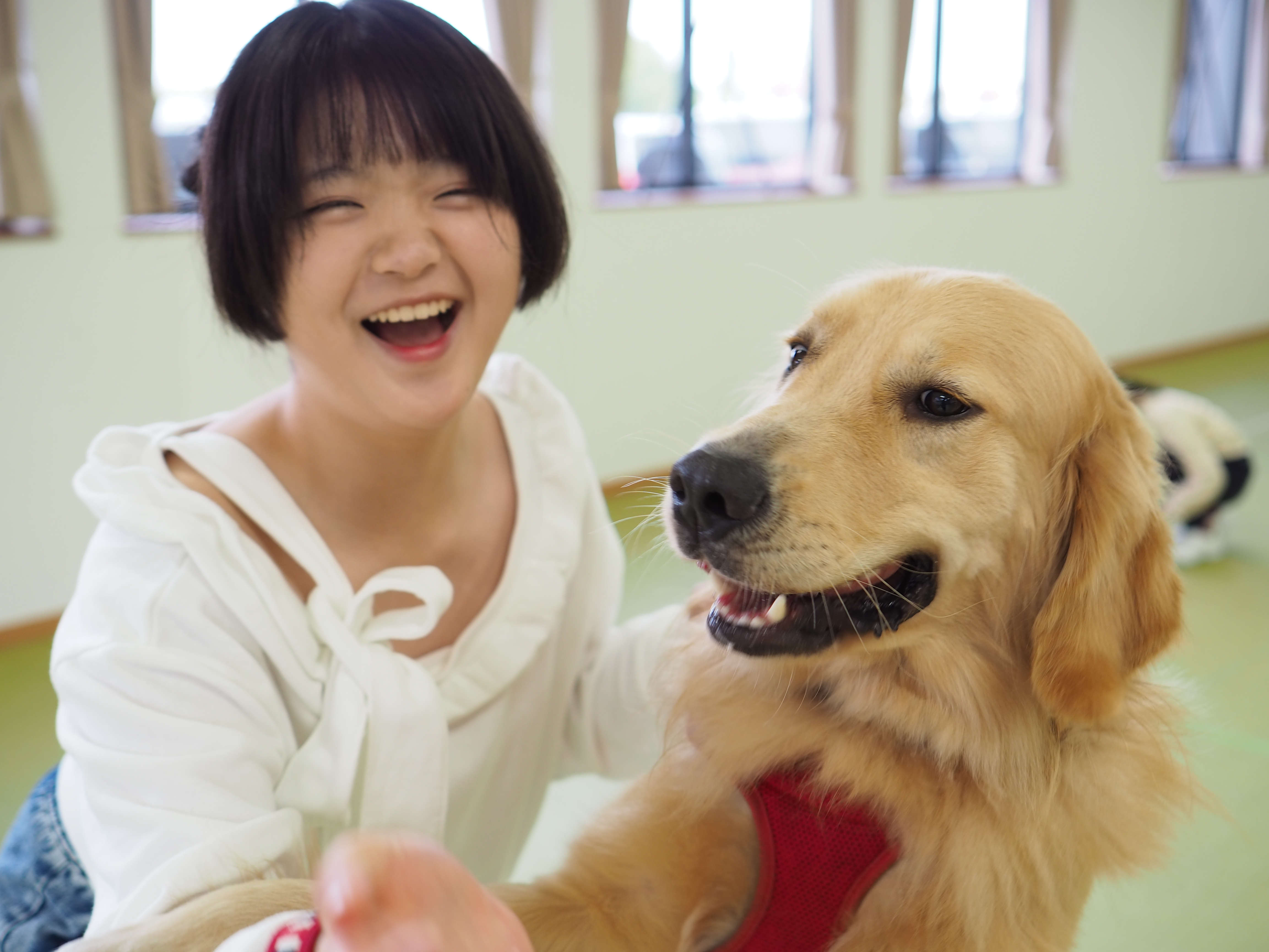 11/14出発 【1人1頭】救助犬トレーナー体験スクール【1泊2日】