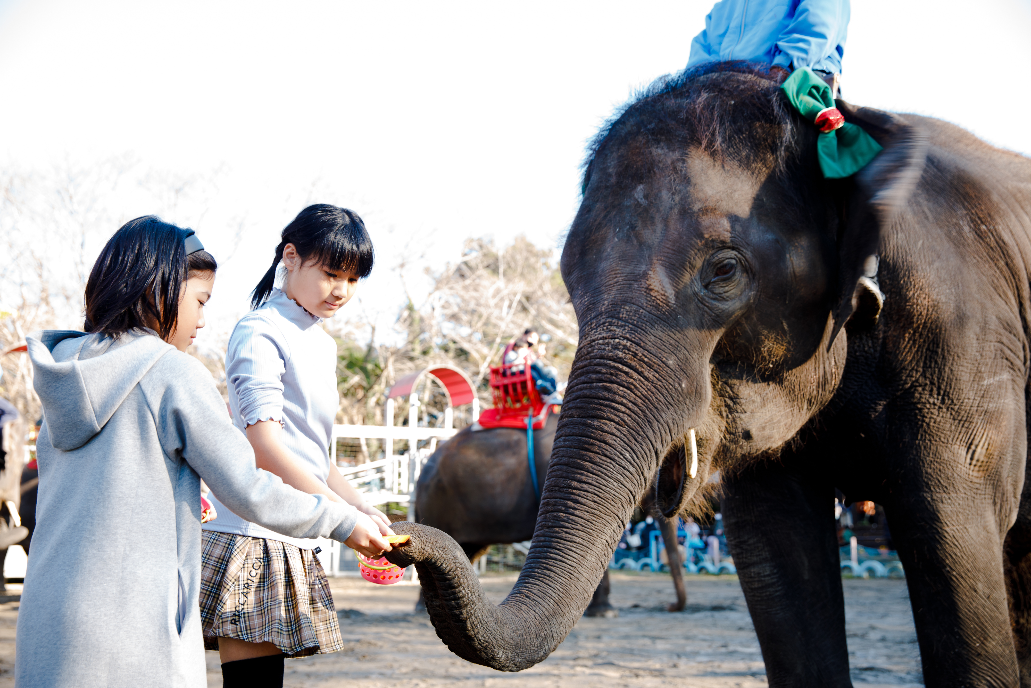 11/10出発 秋の1dayキャンプ【アニマルワンダーリゾウト＆遊園地アトラクション編】