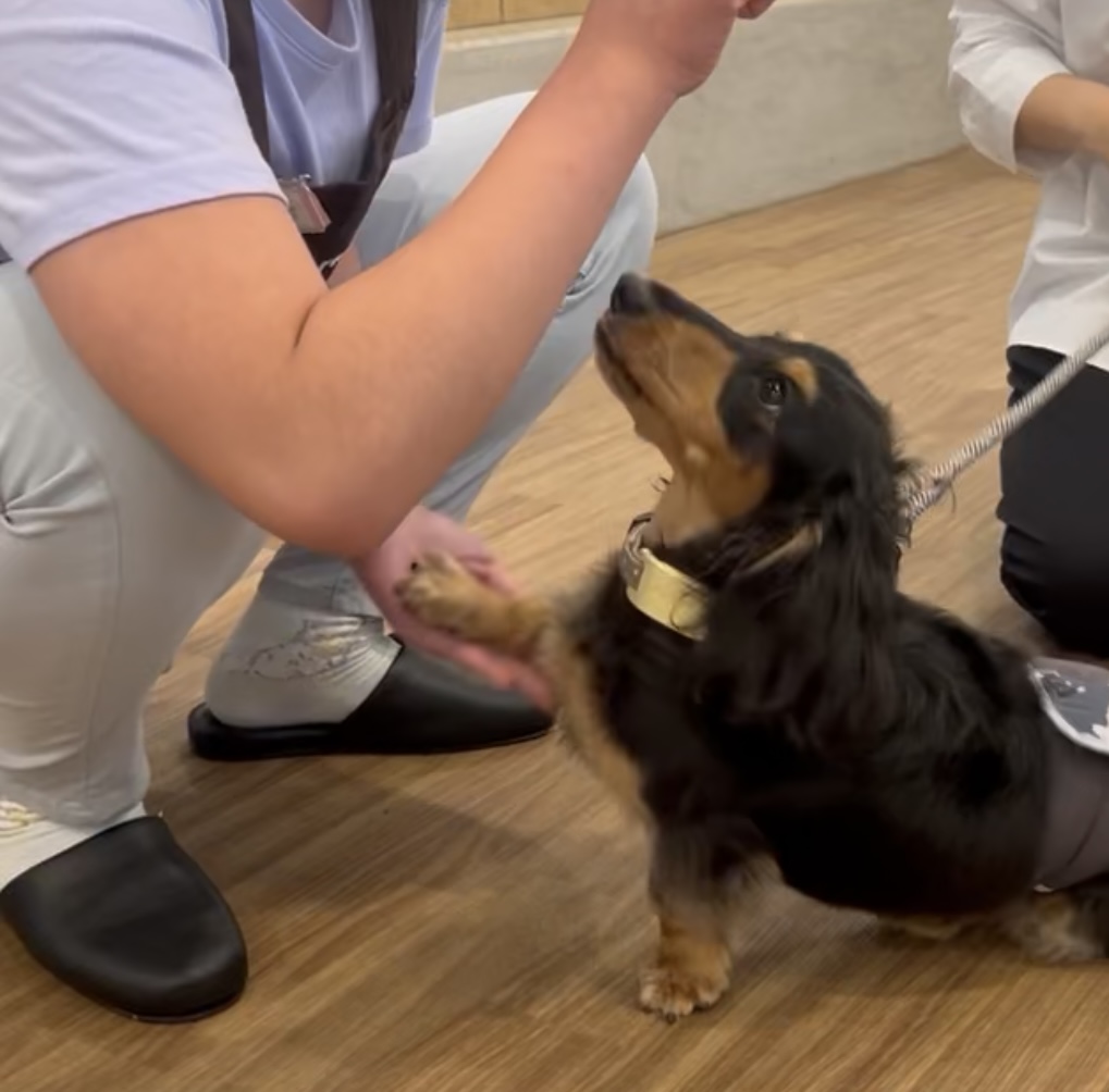 5/24出発 ドッグトレーナー＆保護犬支援体験スクール