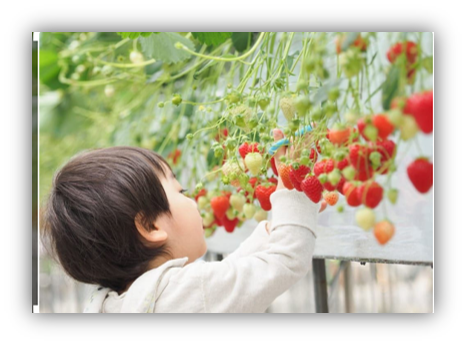 3/26出発 アスレチック☆いちご狩り＆体操キャンプ